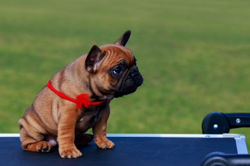 Dog breed French Bulldog