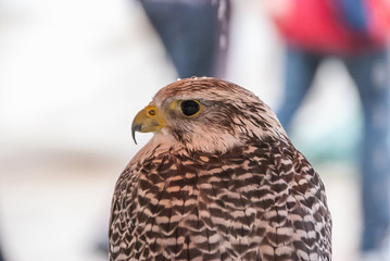 Halcon, close-up image