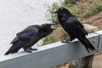 Wild raven in Denali National Park (Alaska)