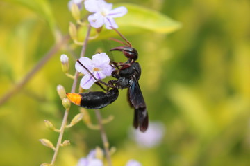 wasp on flower