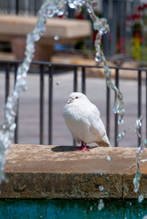 White pigeon in fountain with water