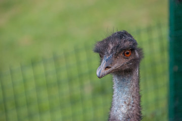 Ostrich head, close-up image