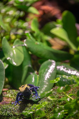 Poisonous Frog in Green and Wet Rainforest
