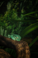 Green Frog Resting in the Rainforest