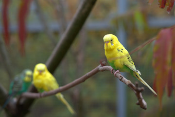 Wellensittich nimmt Abstand auf dem Zweig