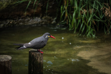 Cute Birds Waiting for Fish