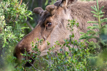 Wild moose in Denali National Park (Alaska).