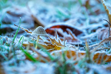 Raureife Herbstwiese mit Blättern und Pilz