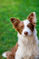 Brown border collie dog sitting on the ground