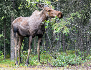 Wild moose in Denali National Park (Alaska).