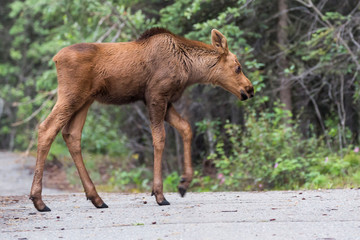 Wild moose in Denali National Park (Alaska).