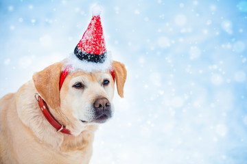Portrait of a dog wearing Santa hat and sitting outdoors in snowy winter