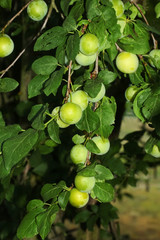 Unreife Mirabellen am Baum, Prunus domestica,