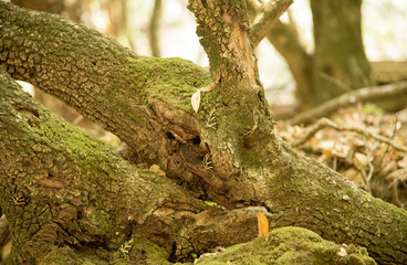 Butterflies on log