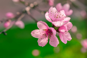 wild flowers sakura bush
