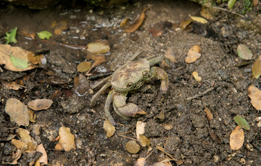 Crab in forest 