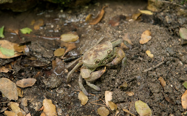 Fototapeta premium Crab in forest 