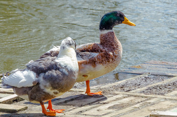 Couple of ducks on a wooden jetty