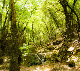 Vibrant exotic forest