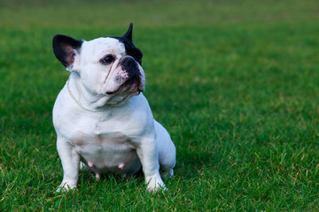 Fototapeta premium Dog breed French Bulldog