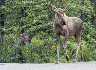 Wild moose in Denali National Park (Alaska).