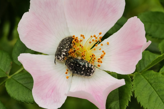 Trauer-Rosenk&auml;fer auf rosa Rosenbl&uuml;te,  Oxythyrea funesta