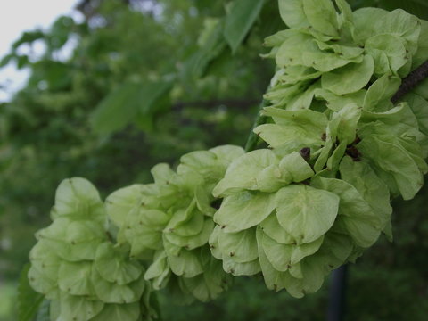 Light Green Flowers In The Garden