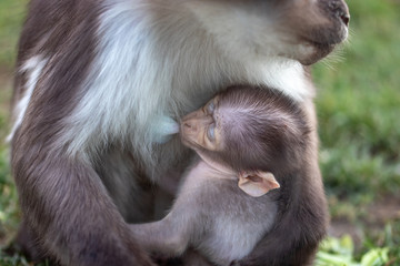 Weißscheitelmangabe mit Baby