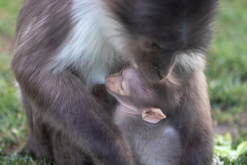 Weißscheitelmangabe mit Baby