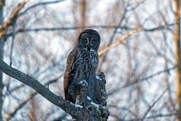 A Great Gray Owl perches atop a snag. These large raptors hunt their prey from the tops of trees and can dive into the snow to catch small mammals.