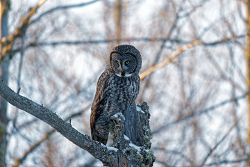 A Great Gray Owl perches atop a snag. These large raptors hunt their prey from the tops of trees and can dive into the snow to catch small mammals.
