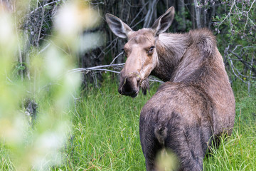 Wild moose in Wrangell-St. Elias National Park (Alaska).