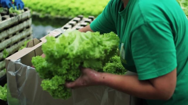 Close up of a woman's hand puts a lettuce work on the factory hydroponics agriculture botany cultivated farm field foliage gardening greenhouse herbs crop indoors industry