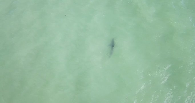 A great white in Santa Cruz, CA