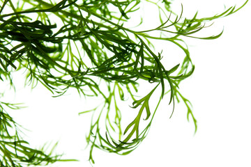 bunch of dill isolated on white background