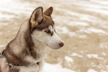 Portrait of husky dog. Dog admire the winter and snow.