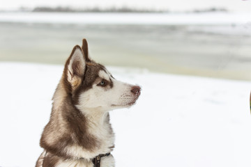 Portrait of husky dog. Dog admire the winter snowy beach and sea.