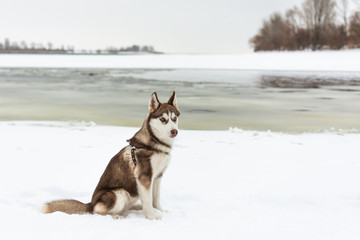 Portrait of husky dog. Dog admire the winter snowy beach and sea.