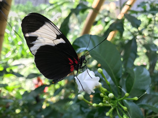 Schmetterling 2