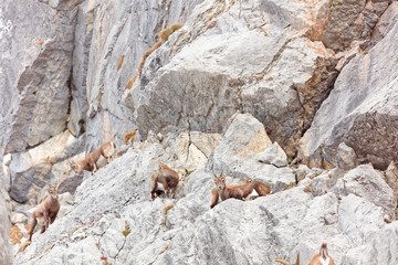 Wild mountain goats in Lechquellengebirge mountains