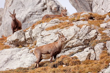 Wild mountain goats in Lechquellengebirge mountains