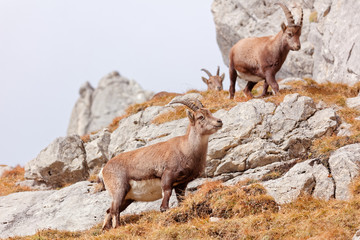 Wild mountain goats in Lechquellengebirge mountains