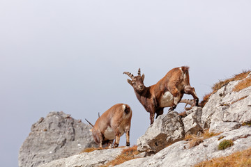 Wild mountain goats in Lechquellengebirge mountains
