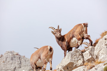 Wild mountain goats in Lechquellengebirge mountains