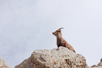 Wild mountain goats in Lechquellengebirge mountains