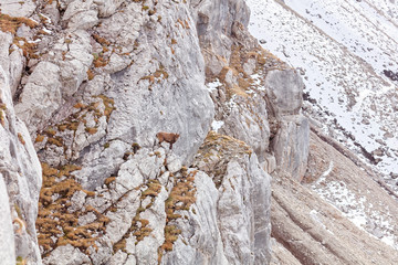 Wild mountain goats in Lechquellengebirge mountains