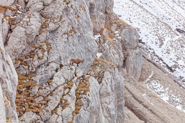 Wild mountain goats in Lechquellengebirge mountains