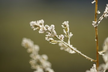 frost