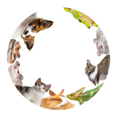 Obraz premium cute animals isolated over white