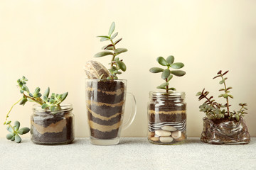 Succulent seedlings in glass jars isolated on white background.  Succulent houseplants, crassula ovata, commonly known as jade plant, friendship tree, lucky plant, money tree and sedum Blue Carpet cut